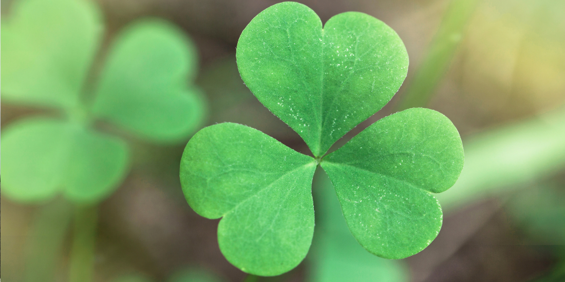 Irish four leaf clover